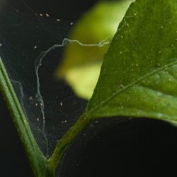 Spider Mites