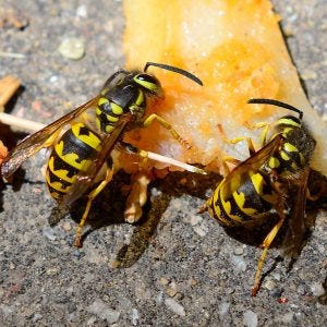 Getting rid of Yellow Jackets