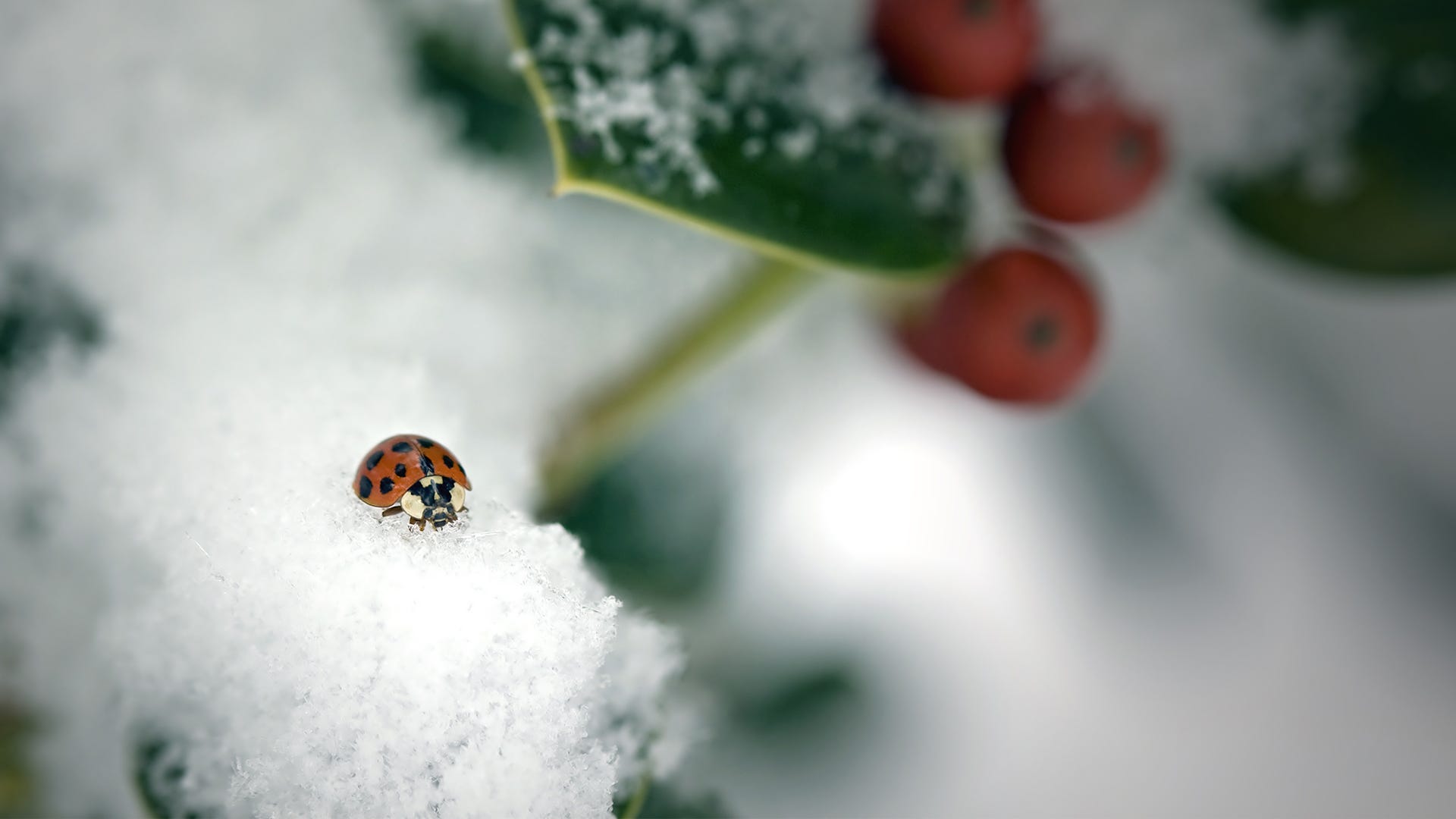 How Do Cold Temperatures Affect Insects?