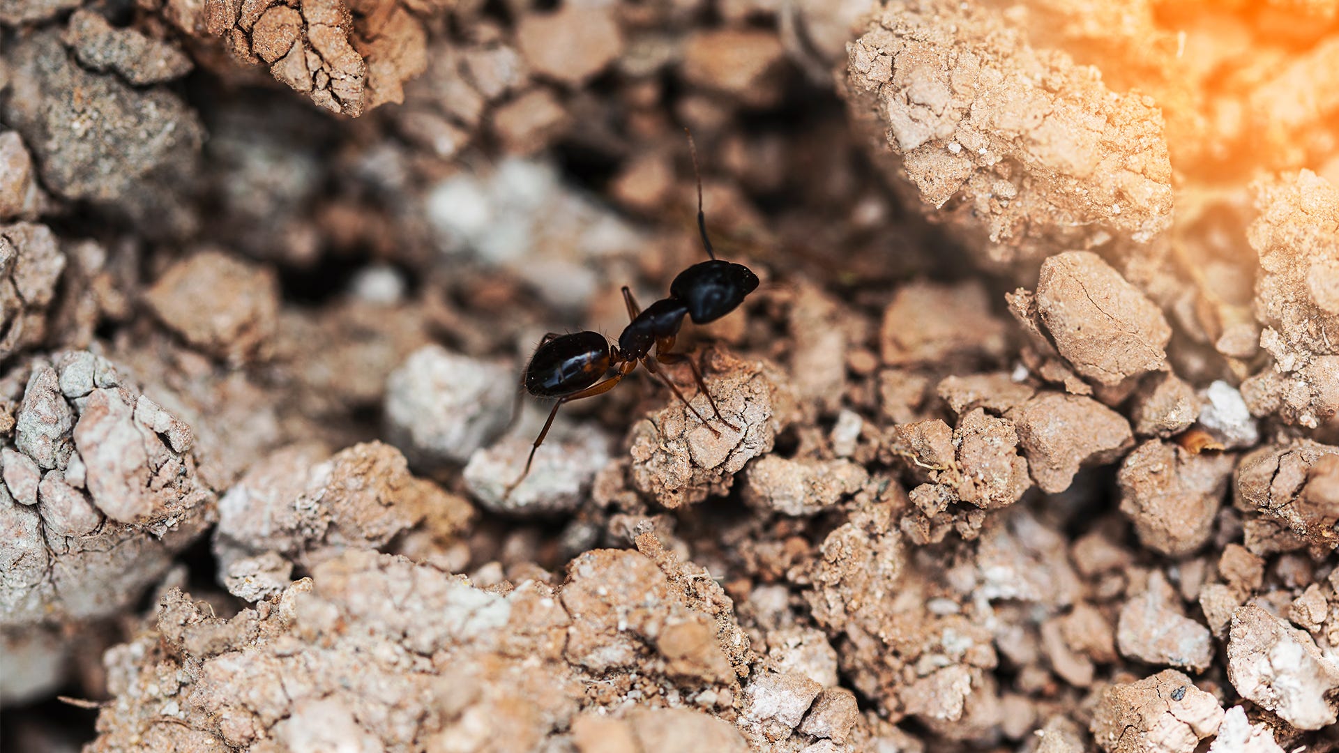 How to Find an Ant Nest