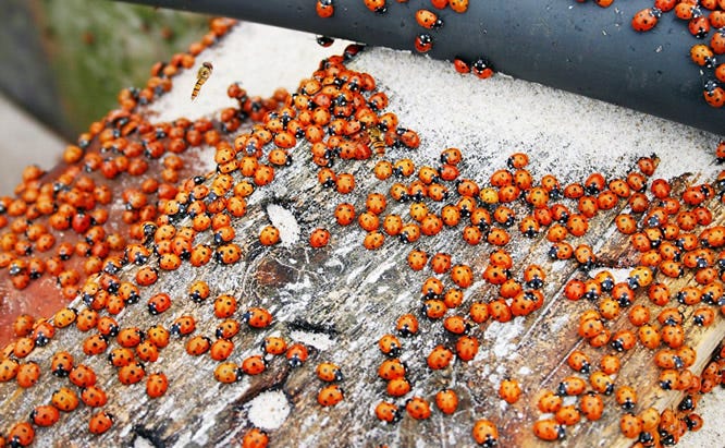 Cold Temp Ladybugs