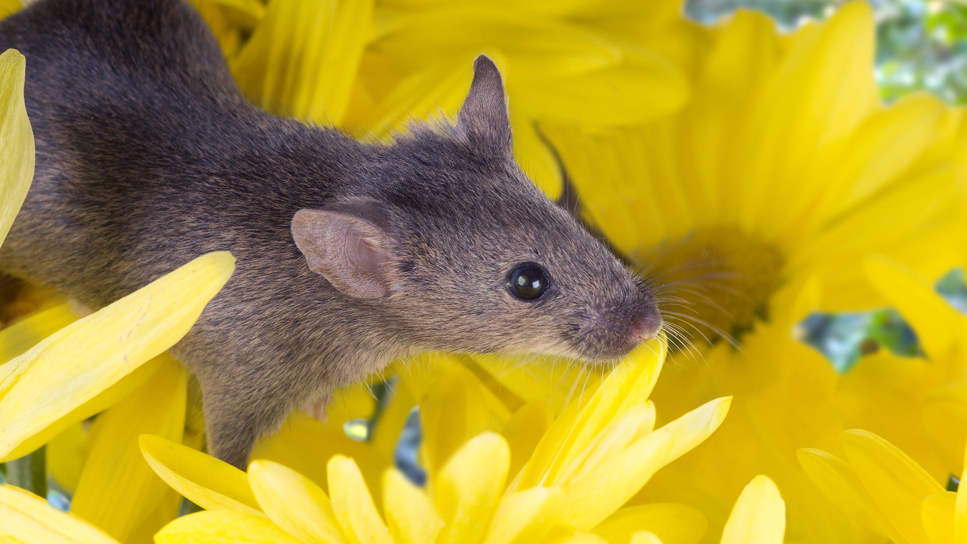 How to Keep Rodents out of the Garden