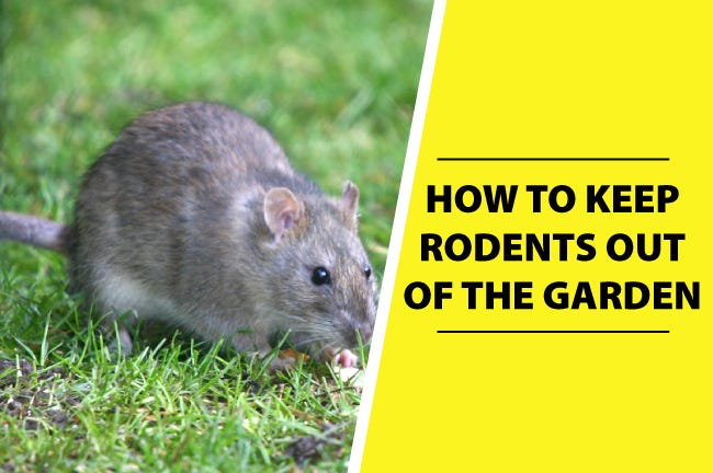 Keep Rodents Out of The Garden Keep Rodents Out of The Garden