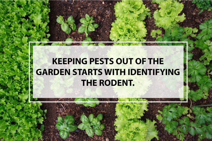 Start With Identifying The Rodent Start With Identifying The Rodent