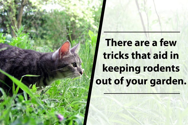 Tricks to Keep Rodents Out