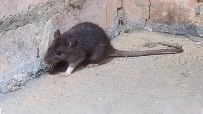 How to Identify and Eliminate Roof Rats