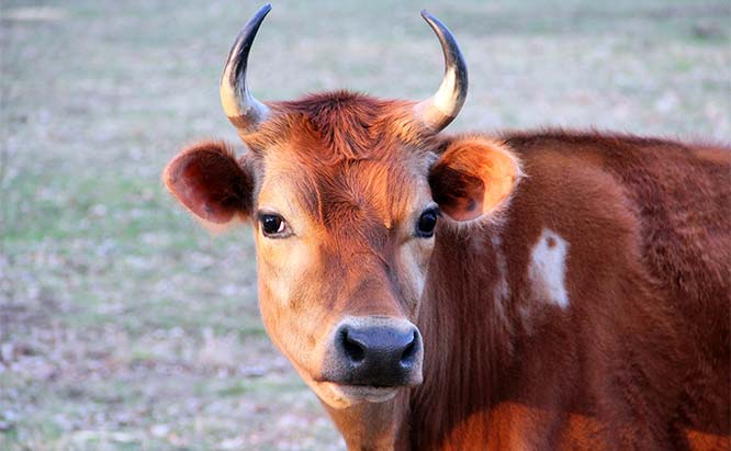 Cattle are the Best Livestock for Small Farms