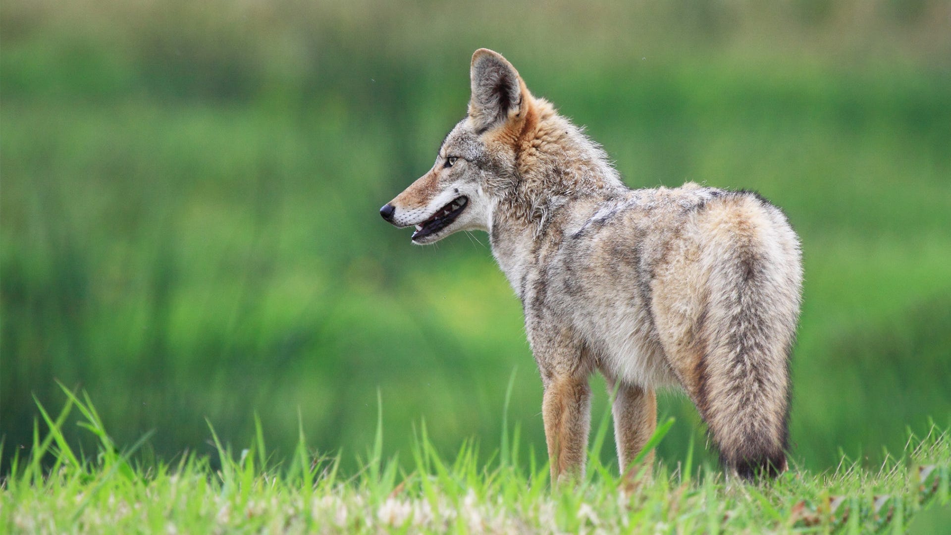 Deterring Coyotes with Electric Fencing