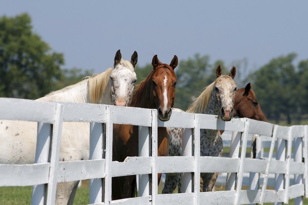 Post and Rail Horse Fence