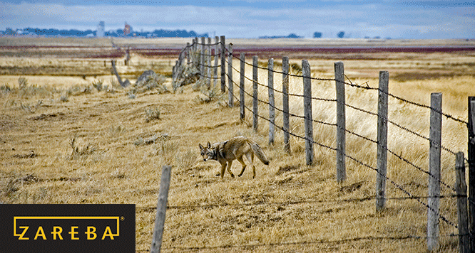 coyotes kill cats