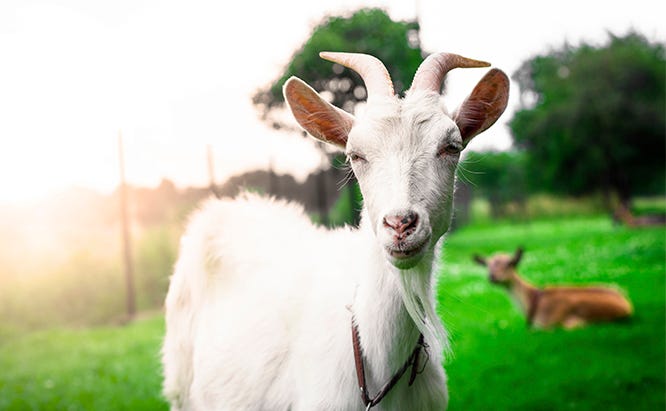 Goats on Small Farms