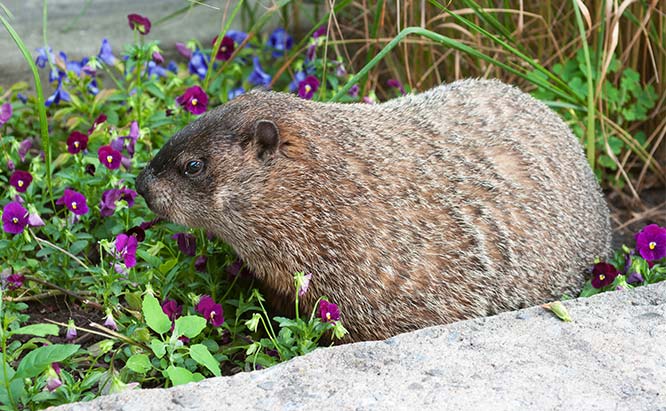 Groundhogs can quickly destroy a vegetable garden and devour the plants in your flower bed.