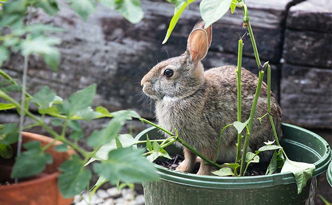 Rabbits are agile and can get into plants where you least expect them -- including eating straight from a planting container