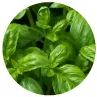 Basil