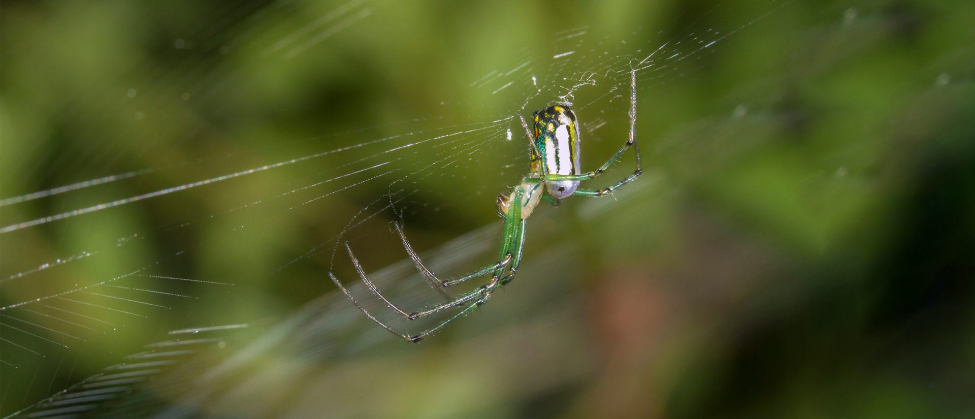 venusta orchard spider and web