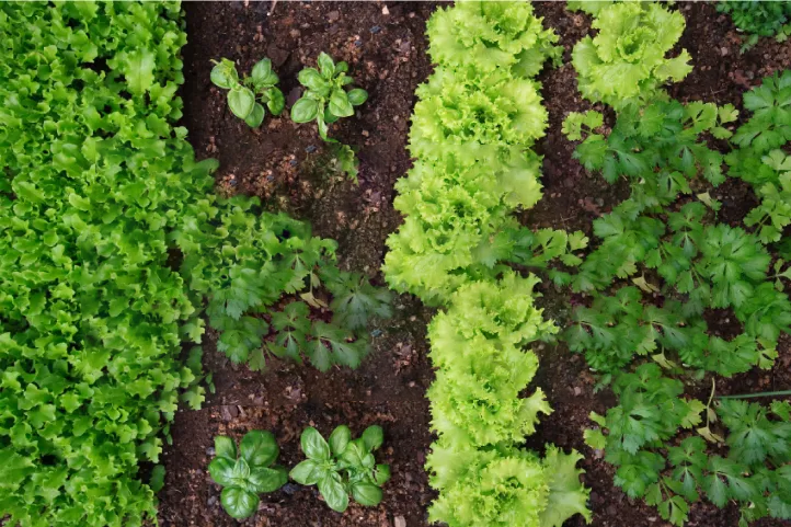 Keeping pests out of the garden starts with identifying the rodent