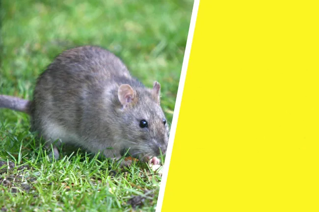 How to keep rodents out of the garden