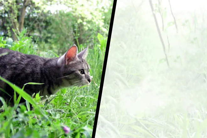 There are a few tricks that aid in keeping rodents out of your
garden.