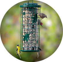 Woodstream  Solving Pest & Animal Control needs, providing environmentally  friendly Lawn & Garden products and Supporting bird enthusiasts with  innovative choices for Backyard Birdfeeding.