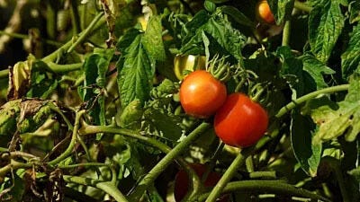 23 Common Tomato Plant Problems and How to Fix Them
