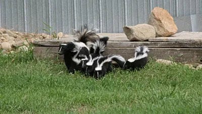 Tips for Keeping Skunks Away