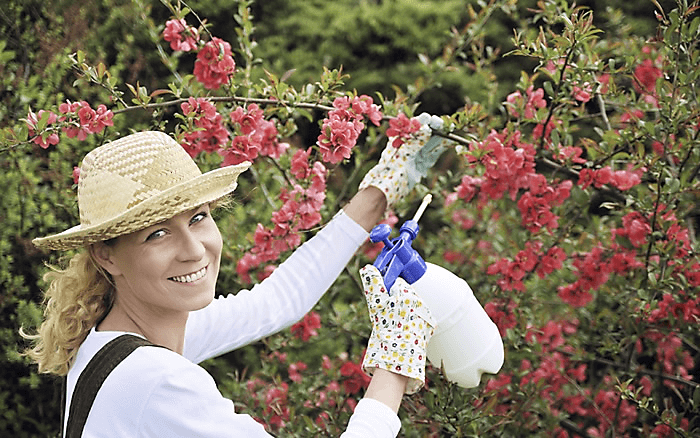 Woman spraying her trees