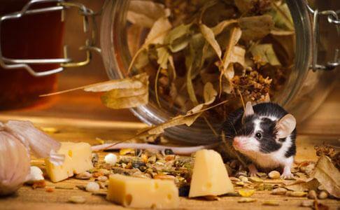 What attracts mice into your home?