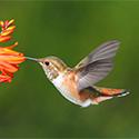 Allen's Hummingbird