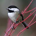 Chickadees