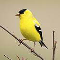 Goldfinches