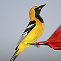 Hooded Oriole