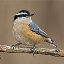 Nuthatches