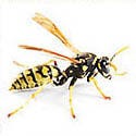 Wasps