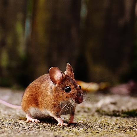 Where to Use Quick Set Mouse Trap