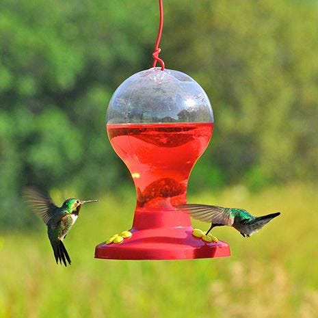 red color attracts hummingbirds