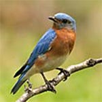 Bluebirds