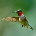 Rudy-throated Hummingbird