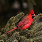 Cardinals