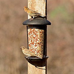 Perky-Pet Wall and Post Mount Feeder