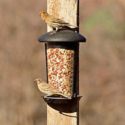 Perky-Pet Wall and Post Mount Feeder Perky-Pet Wall and Post Mount Feeder
