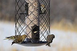 Perky-Pet The Preserve™ Feeder Perky-Pet The Preserve™ Feeder