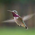 Caliope Hummingbird