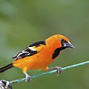 Scott's Oriole