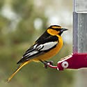 Bullock's Oriole