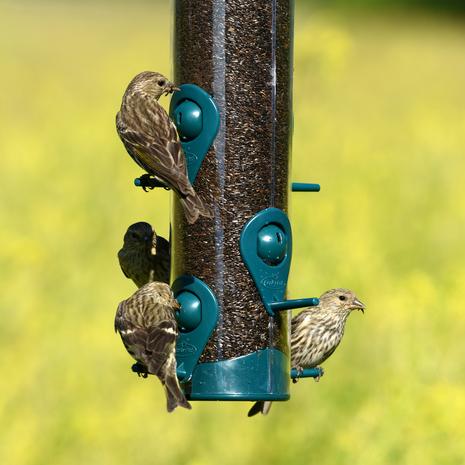 Six Feeding Stations
