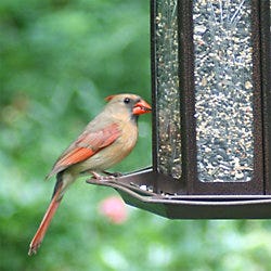 Perky-Pet Tulip Garden Lantern Bird Feeder