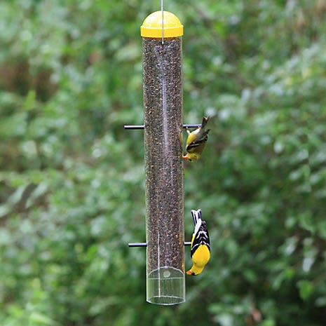 VIP Dining For Goldfinches