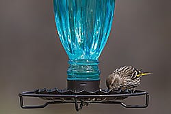 Perky-Pet Daisy Vase Vintage Bird Waterer