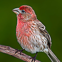 House Finch