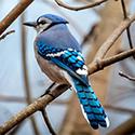 Blue Jays